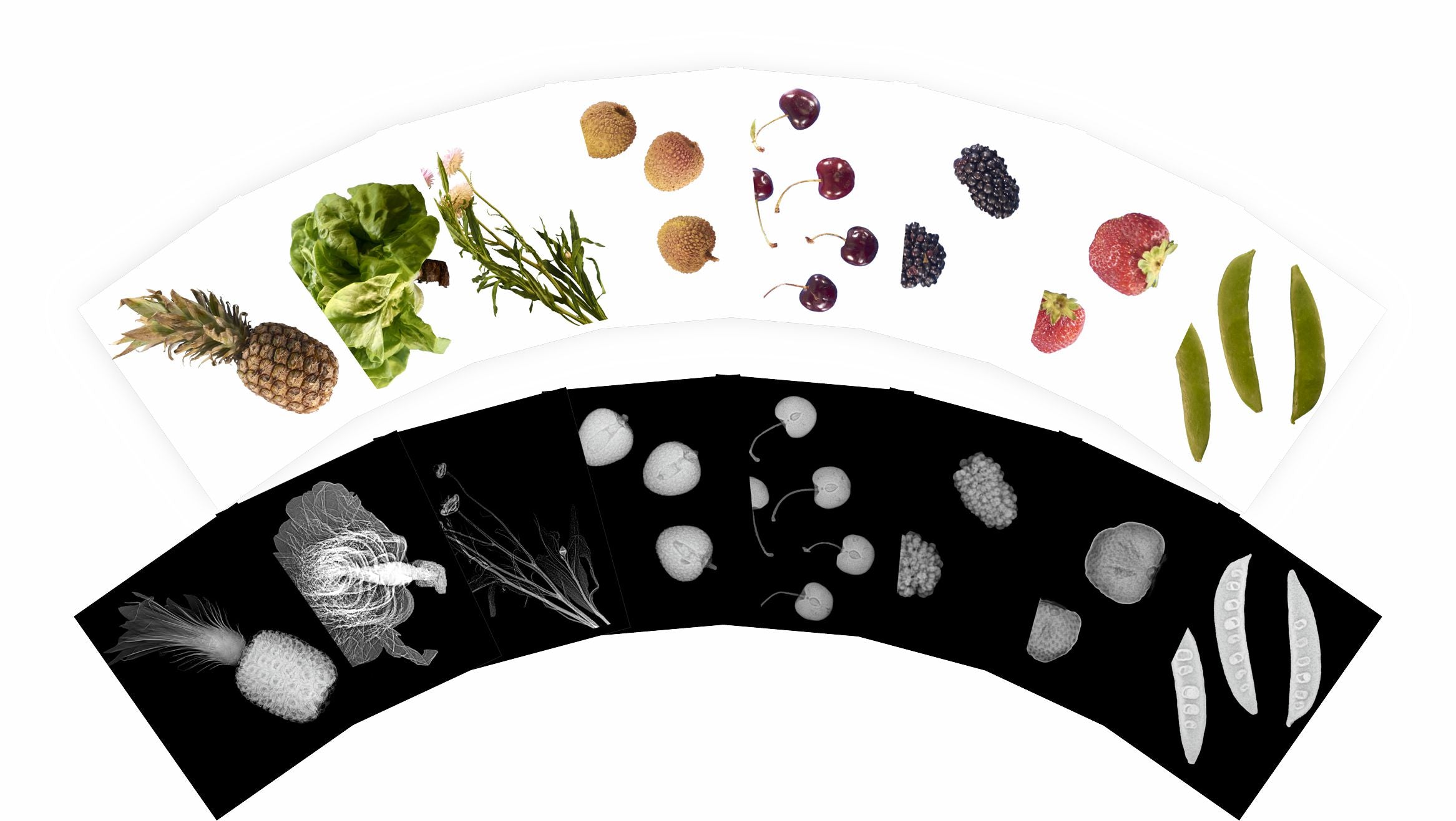 Plant X-rays & Picture Cards