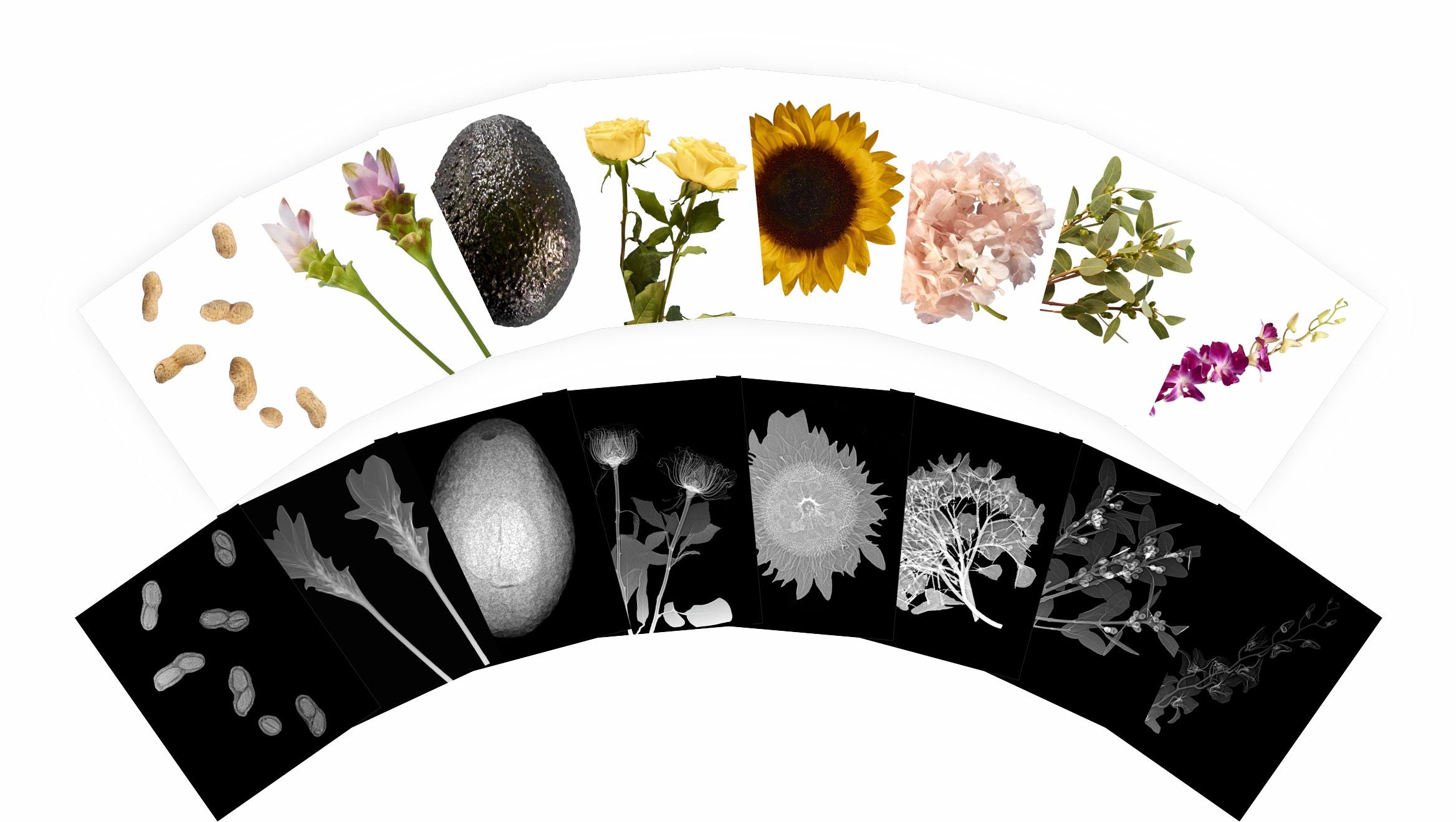 Plant X-rays & Picture Cards