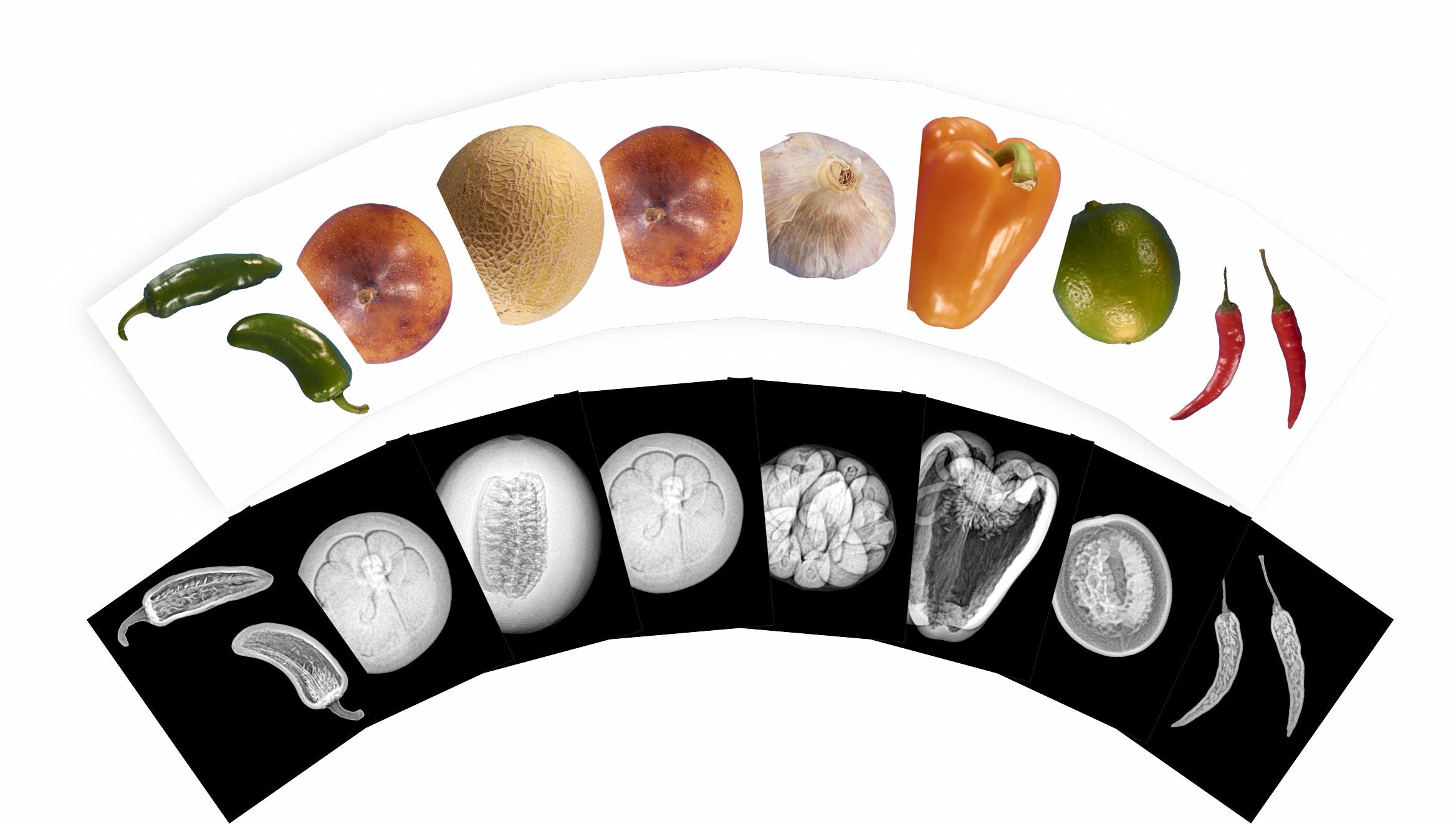Plant X-rays & Picture Cards