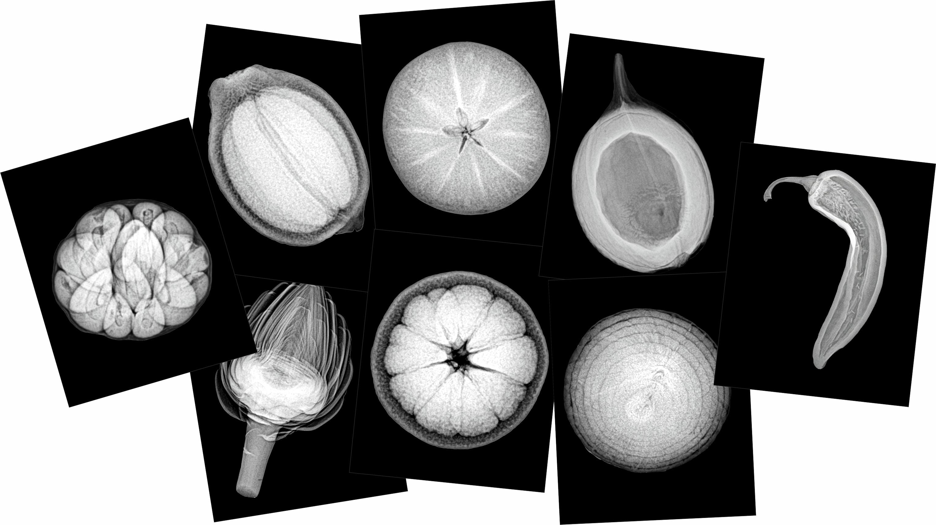 Plant X-rays & Picture Cards