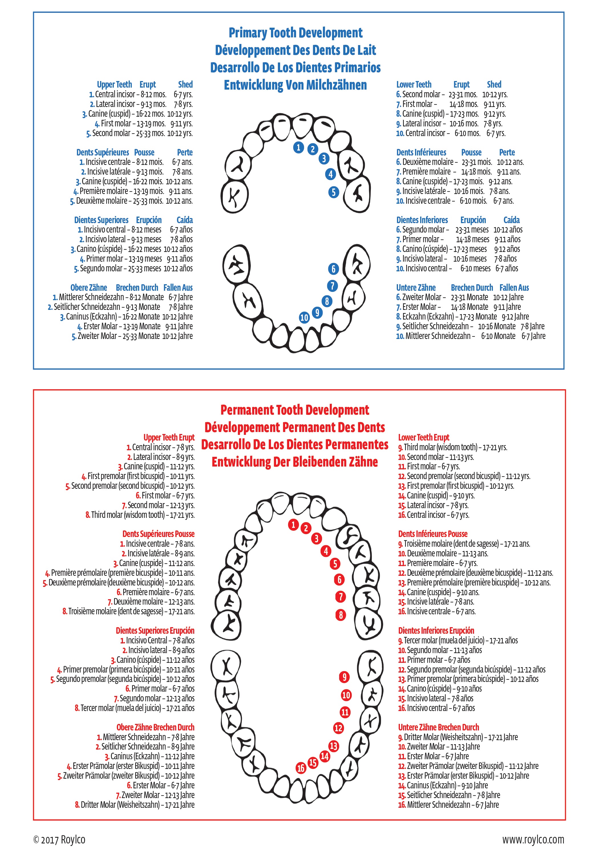 Dental X-Rays