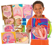 My Body In Action  10/pkg