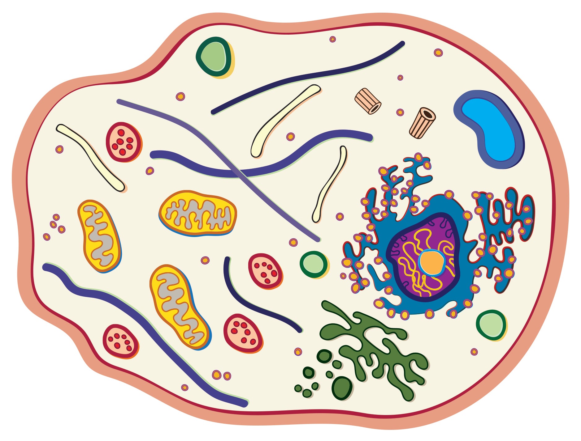See-Through Animal Cell Builder