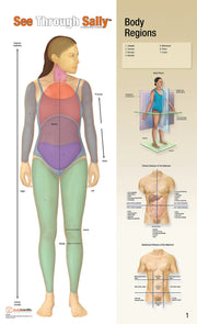 United Scientific® See-Through Sally™ Human Anatomy Display