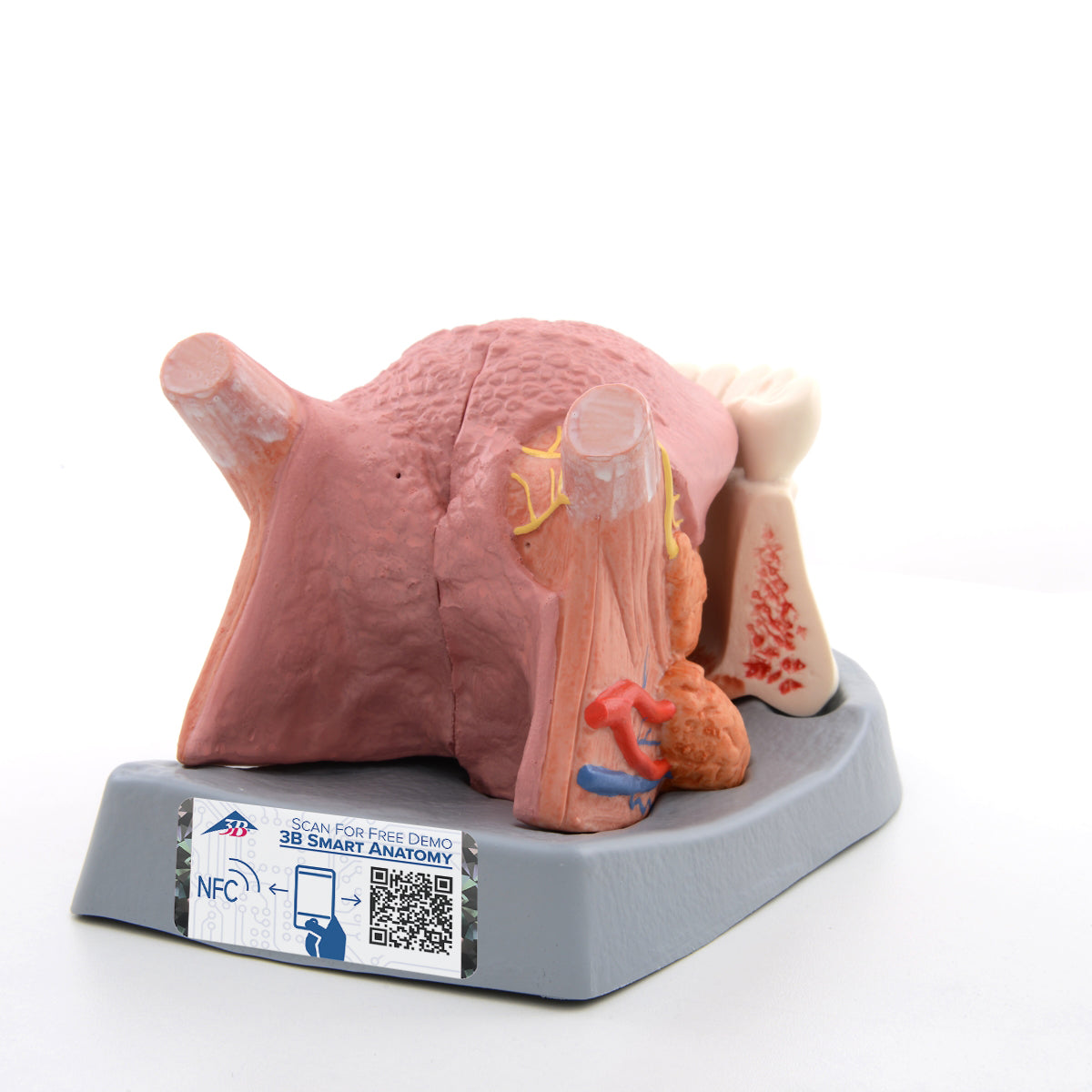 Tongue Model, 2.5 times Life-Size, 4 part