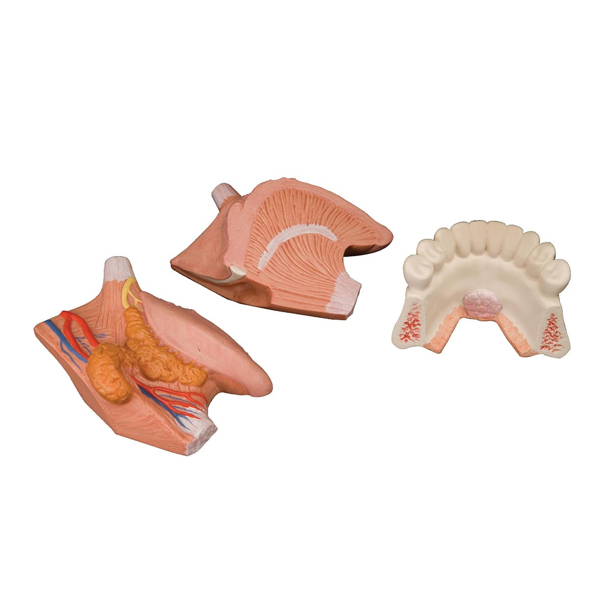 Tongue Model, 2.5 times Life-Size, 4 part