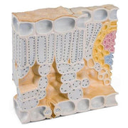 Leaf Cross Section of Beech (Fagus sylvatica), Model