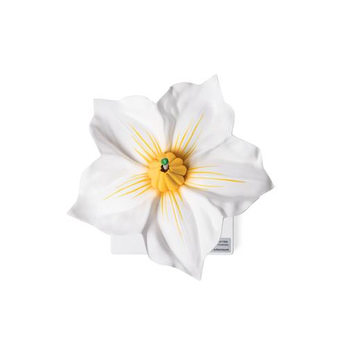 Potato Flower (Solanum tuberosum), Model