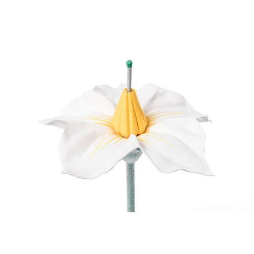 Potato Flower (Solanum tuberosum), Model