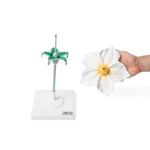 Potato Flower (Solanum tuberosum), Model