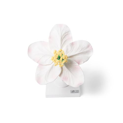 Apple Blossom (Malus pumila), Model