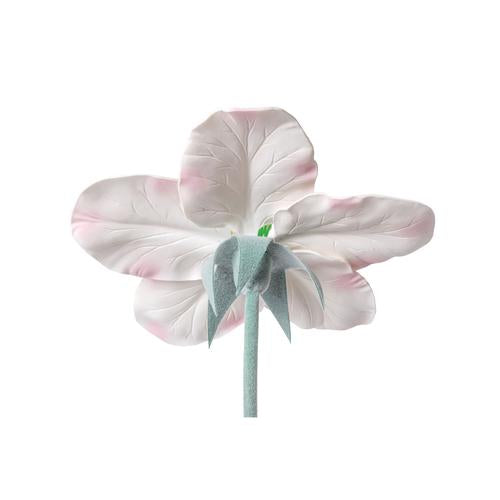 Apple Blossom (Malus pumila), Model