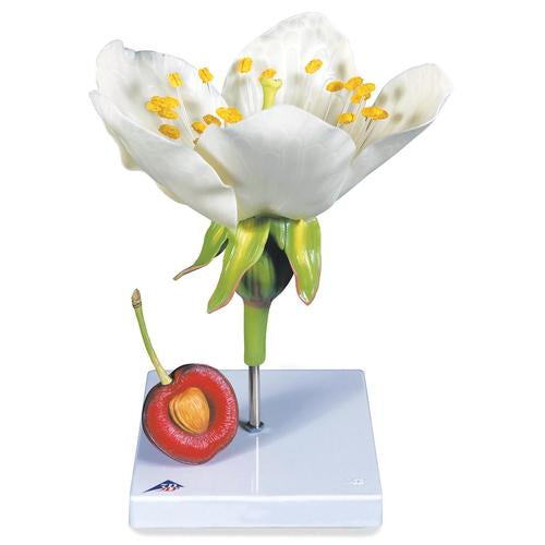 Cherry Blossom with Fruit (Prunus avium) Model