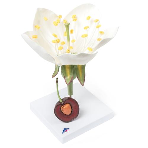 Cherry Blossom with Fruit (Prunus avium) Model