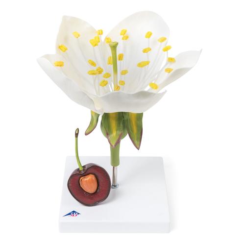 Cherry Blossom with Fruit (Prunus avium) Model