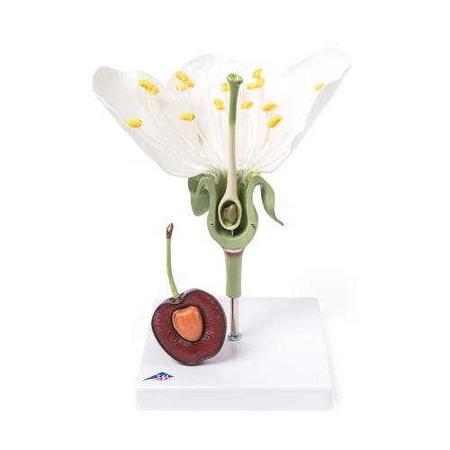 Cherry Blossom with Fruit (Prunus avium) Model