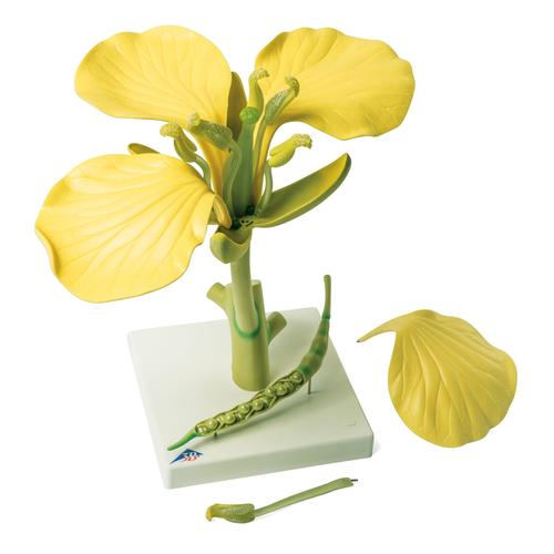 Canola Blossom (Brassica napus ssp. oleifera), Model