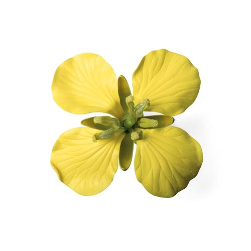 Canola Blossom (Brassica napus ssp. oleifera), Model