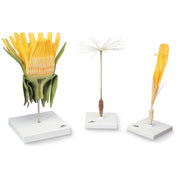 Dandelion Flower (Taraxum officinale), Model