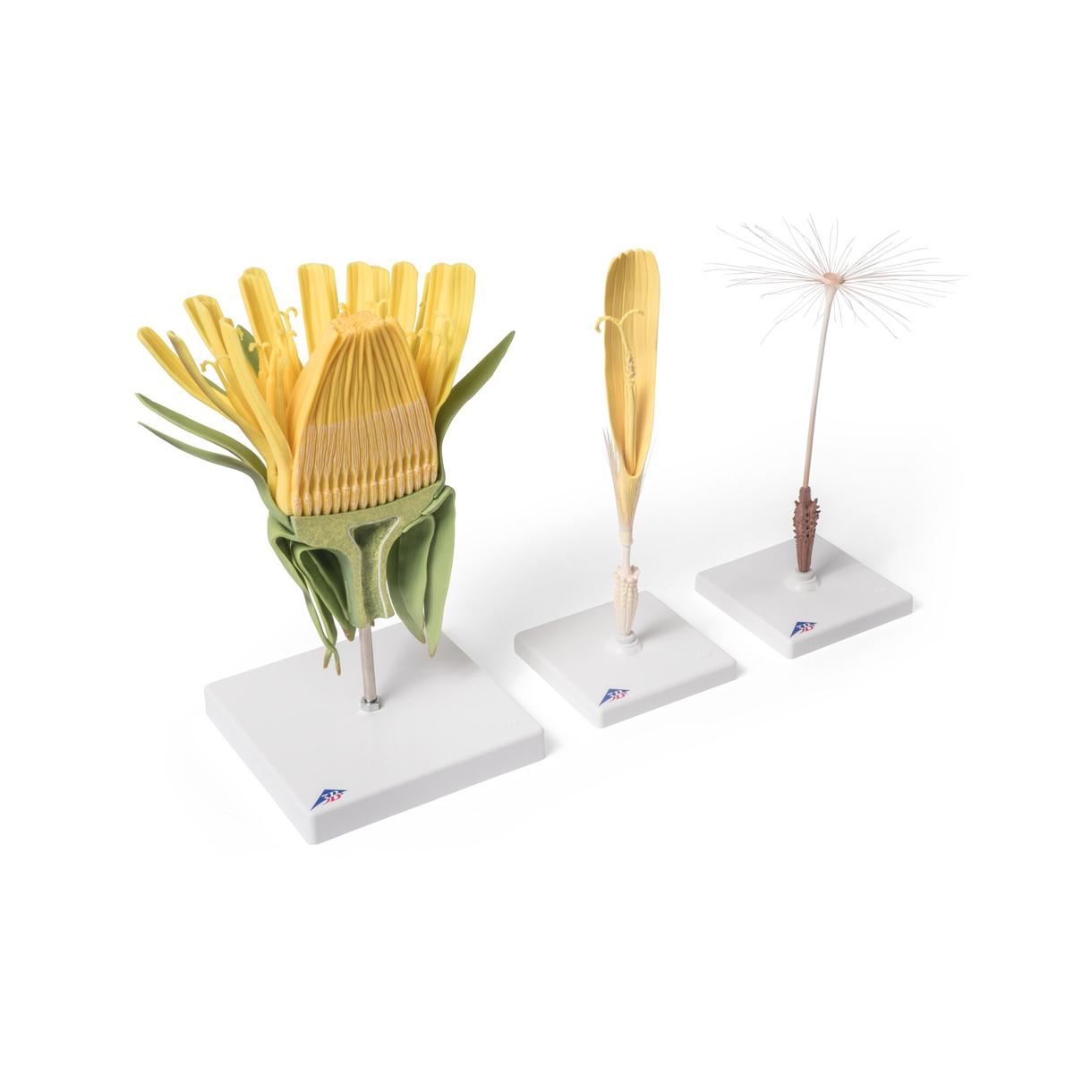 Dandelion Flower (Taraxum officinale), Model