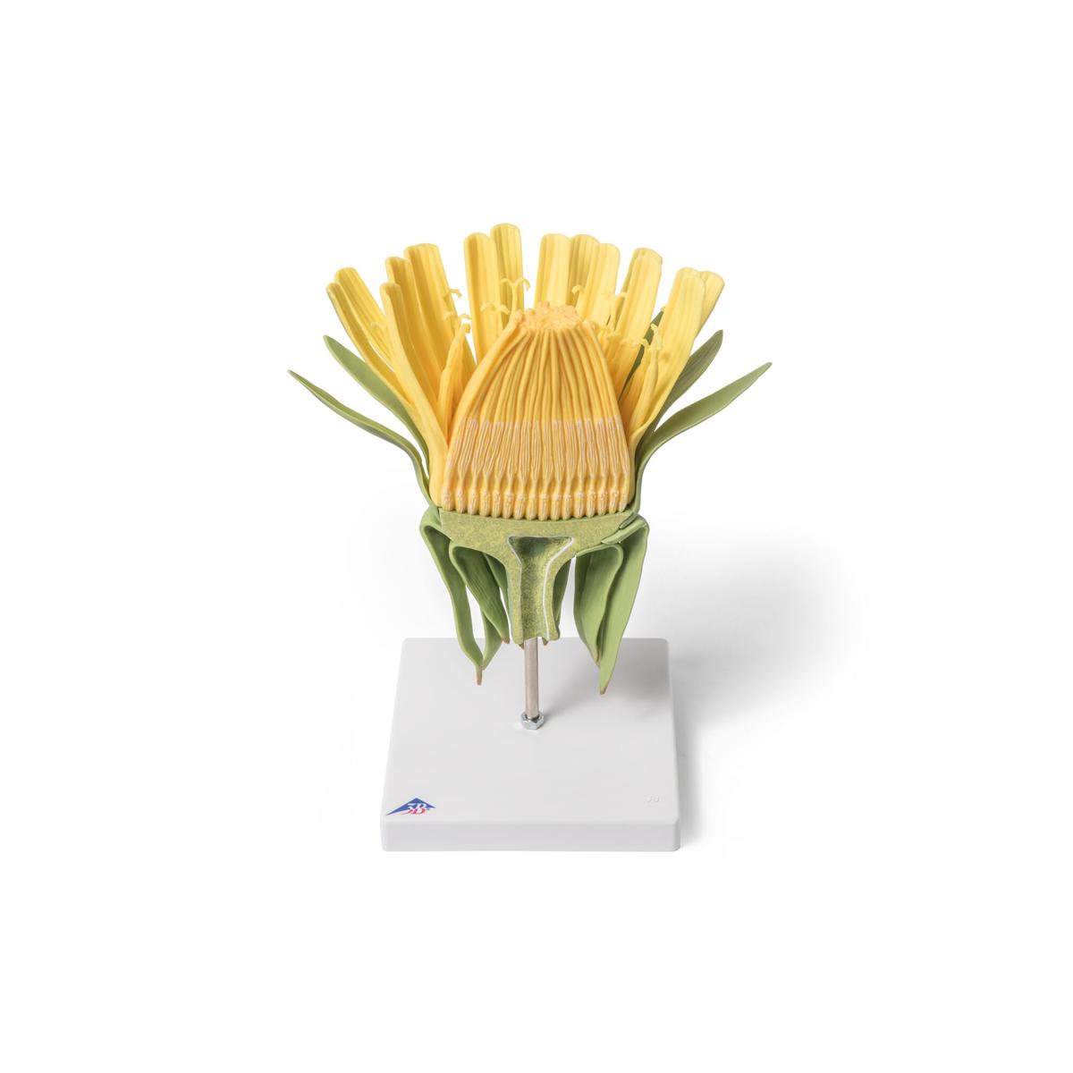 Dandelion Flower (Taraxum officinale), Model