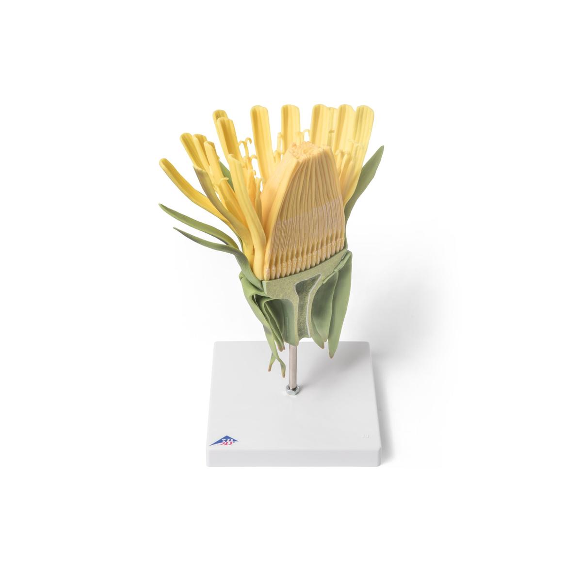 Dandelion Flower (Taraxum officinale), Model