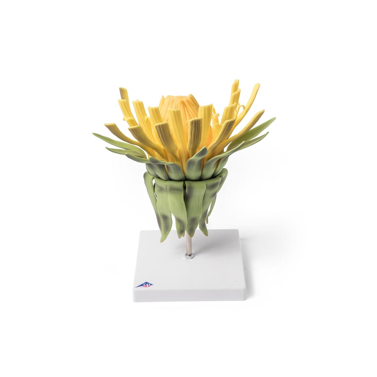 Dandelion Flower (Taraxum officinale), Model