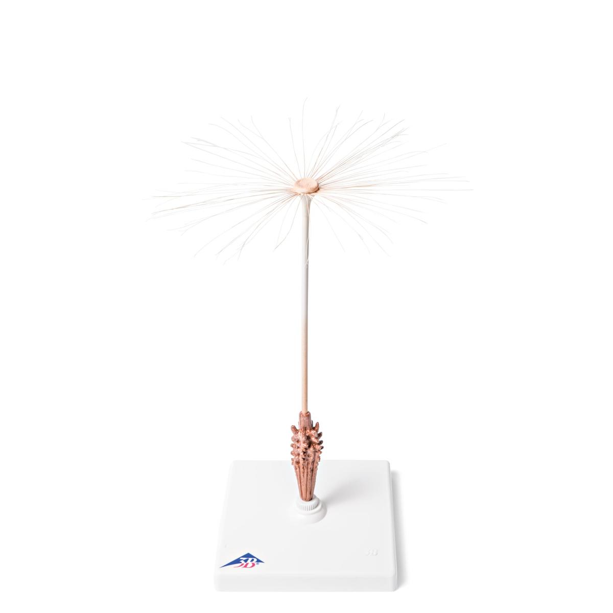 Dandelion Flower (Taraxum officinale), Model