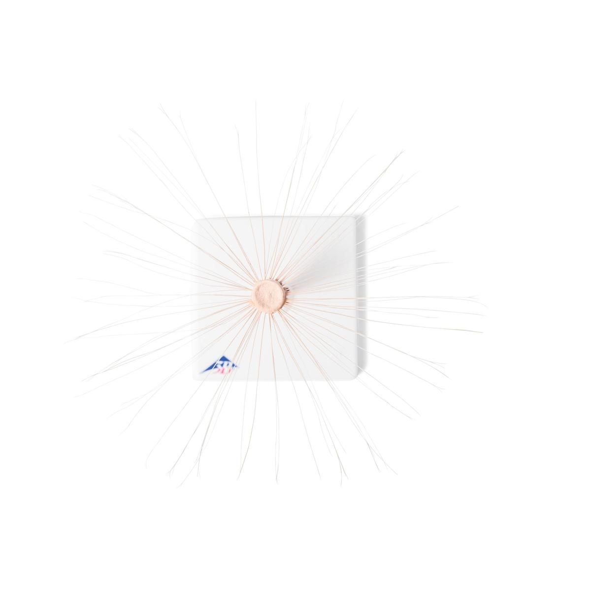 Dandelion Flower (Taraxum officinale), Model
