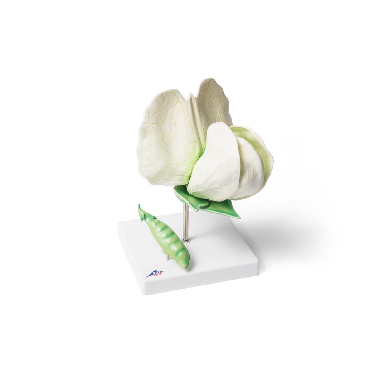 Pea Blossom (Pisum sativum), Model