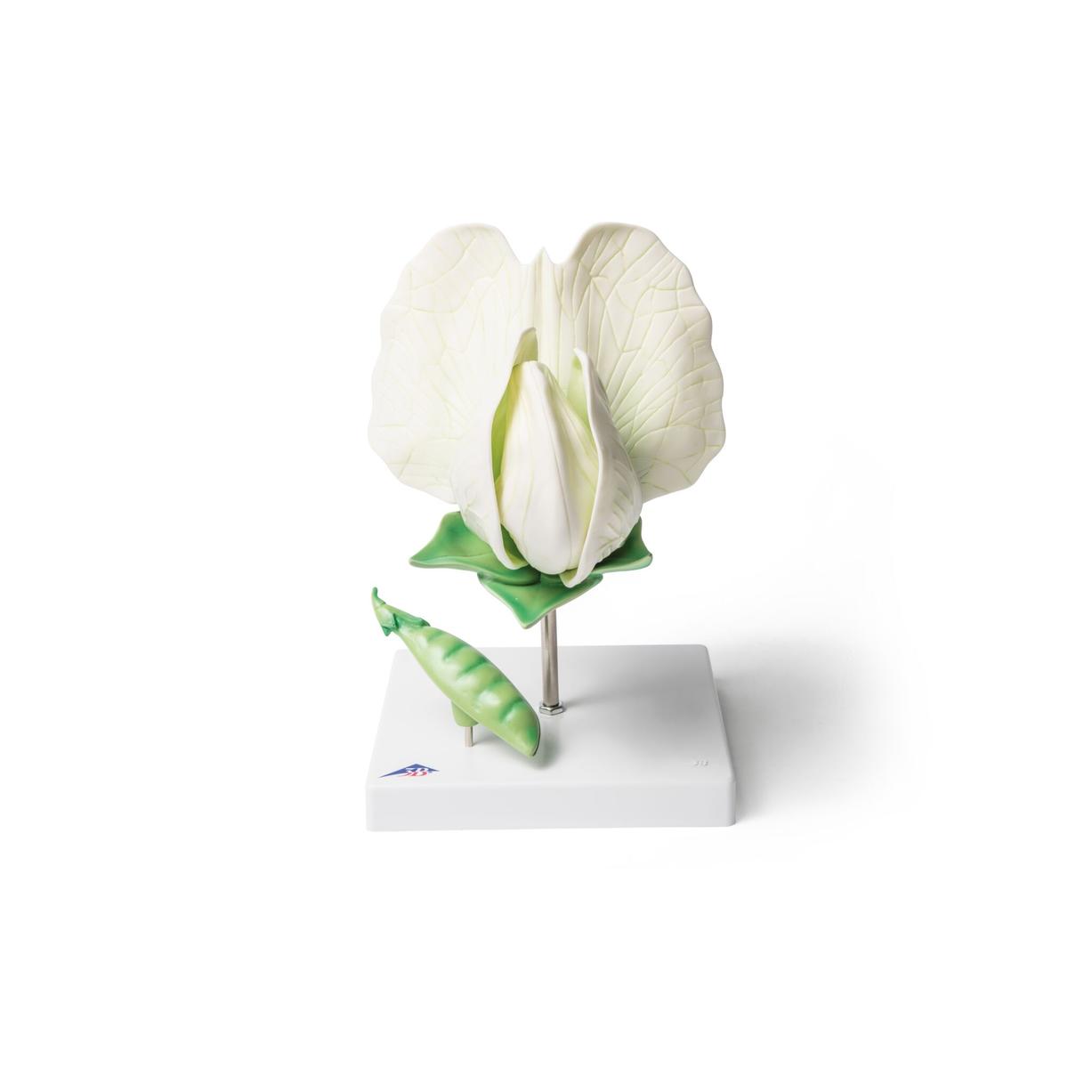 Pea Blossom (Pisum sativum), Model