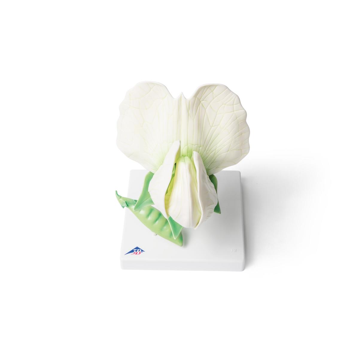 Pea Blossom (Pisum sativum), Model