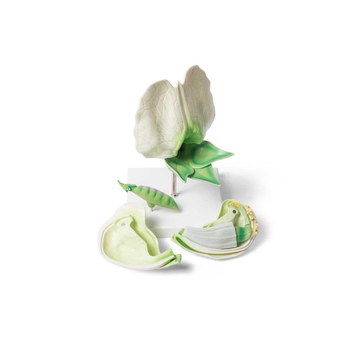 Pea Blossom (Pisum sativum), Model