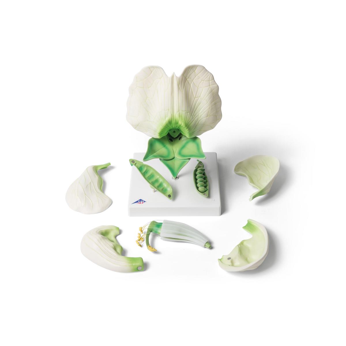 Pea Blossom (Pisum sativum), Model