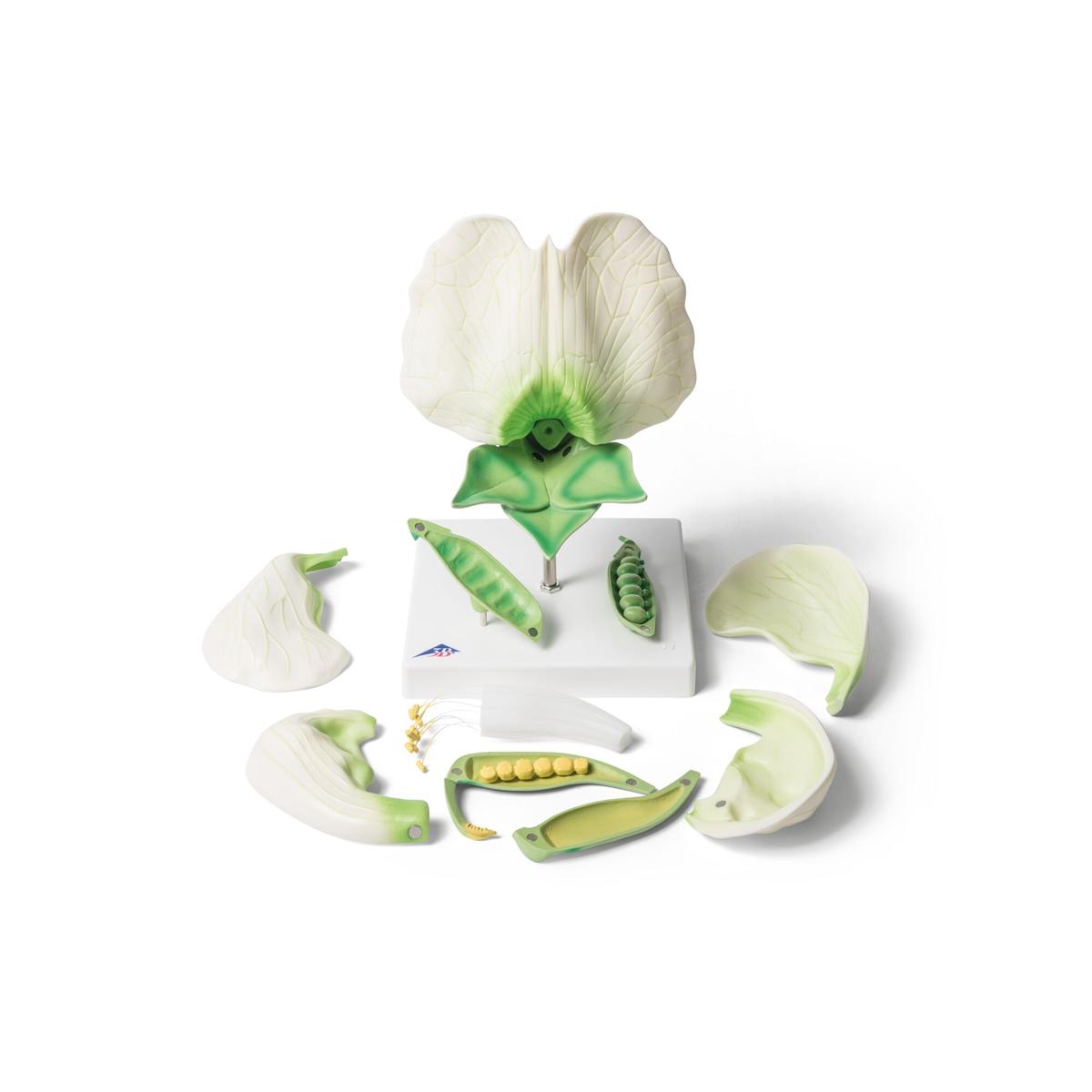 Pea Blossom (Pisum sativum), Model