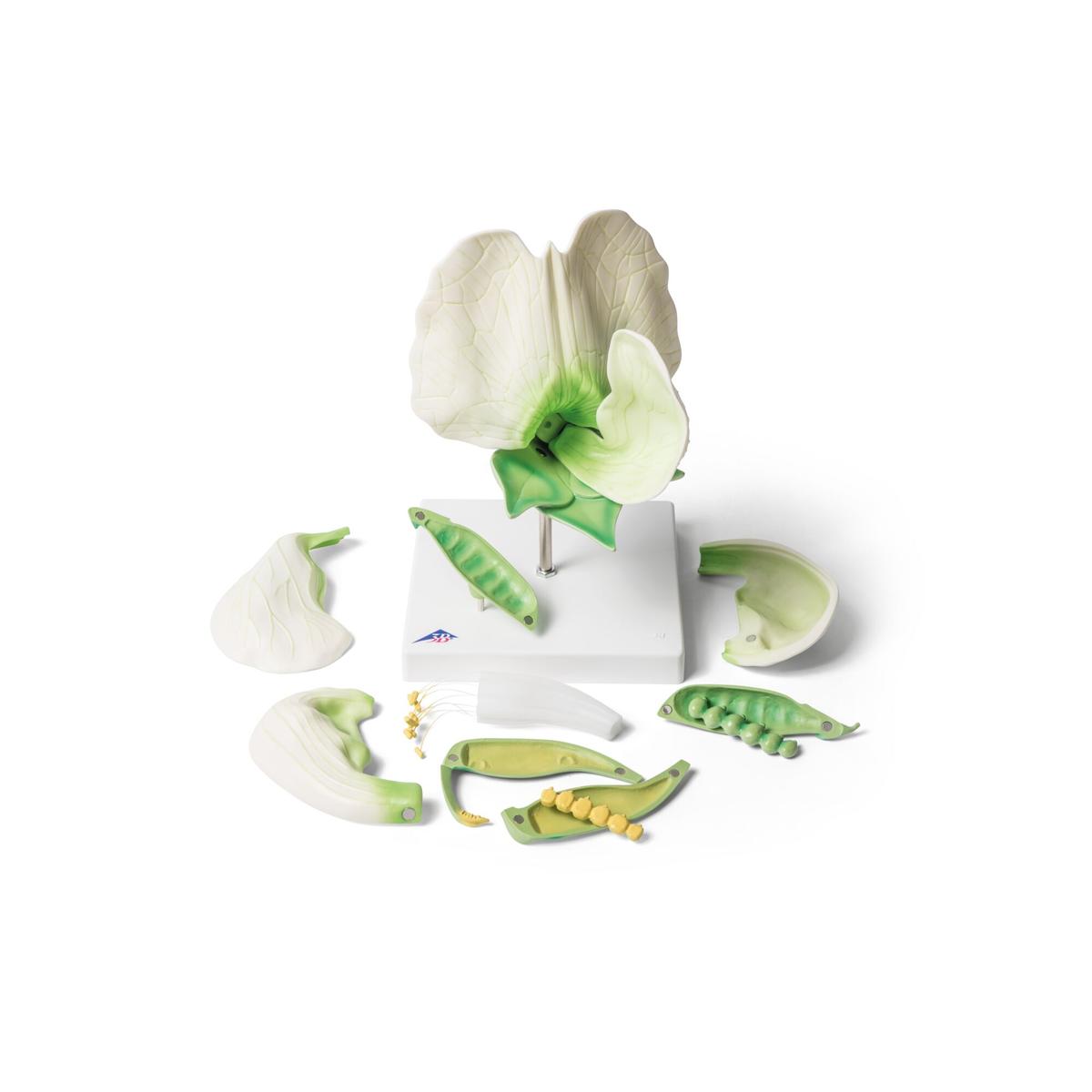 Pea Blossom (Pisum sativum), Model