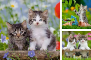 Tiger Kittens - Children's Puzzle, 3 Puzzles x 49 Pieces