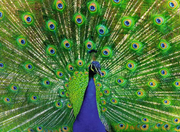 Colorful Animals: Peacock - Puzzle Highlights, 500 Pieces