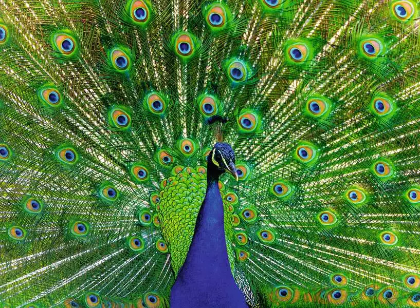 Colorful Animals: Peacock - Puzzle Highlights, 500 Pieces