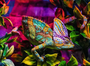 Colorful Animals: Chameleon - Puzzle Highlights, 500 Pieces