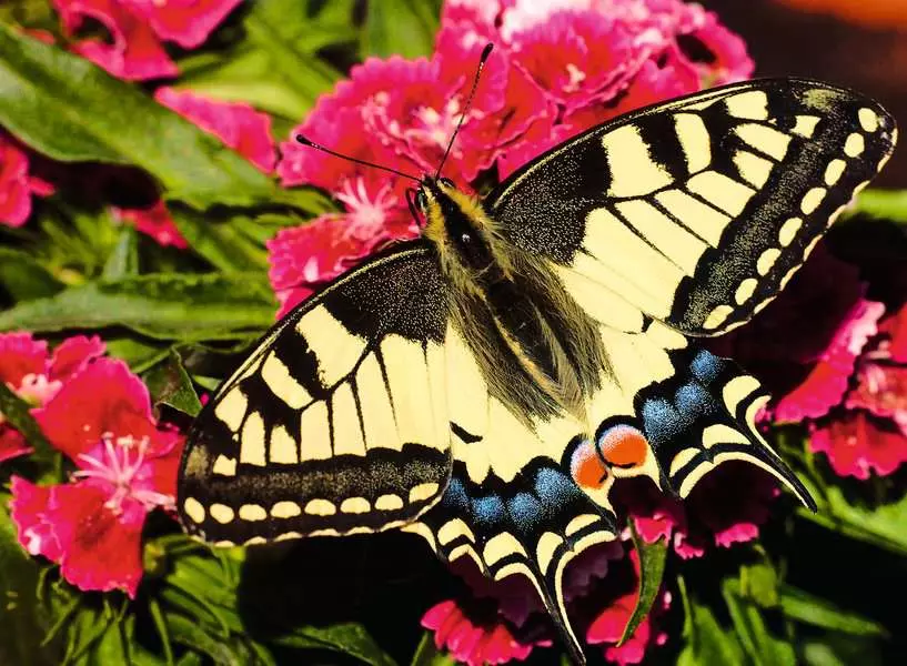 Colorful Animals: Butterfly - Puzzle Highlights, 500 Pieces