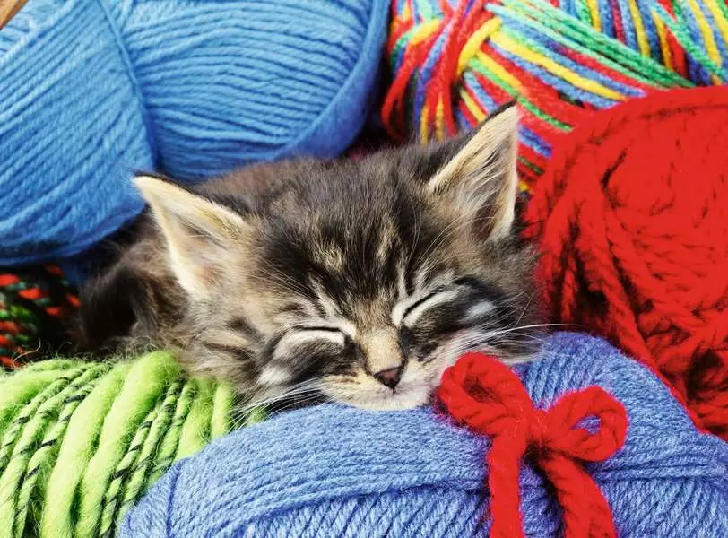 Wool Cat - Feel Well & Puzzle, 100 Pieces