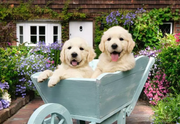 Golden Retriever - Feel Well & Puzzle, 200 Pieces