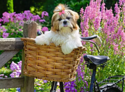 Sweet Little Dog - Feel Well & Puzzle, 100 Pieces
