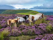 Wild Horses in the Heather - Standard Adult Puzzle, 2000 Pieces