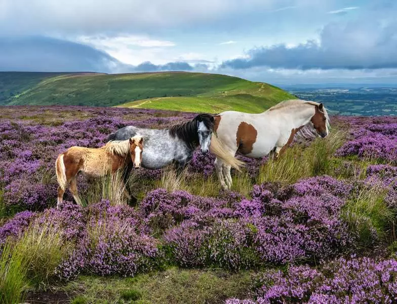 Wild Horses in the Heather - Standard Adult Puzzle, 2000 Pieces