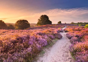 Beautiful Walkways: Pink Pathway - Puzzle Highlights, 1000 Pieces