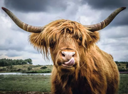 Highland Cattle - Puzzle Moment, 300 Pieces