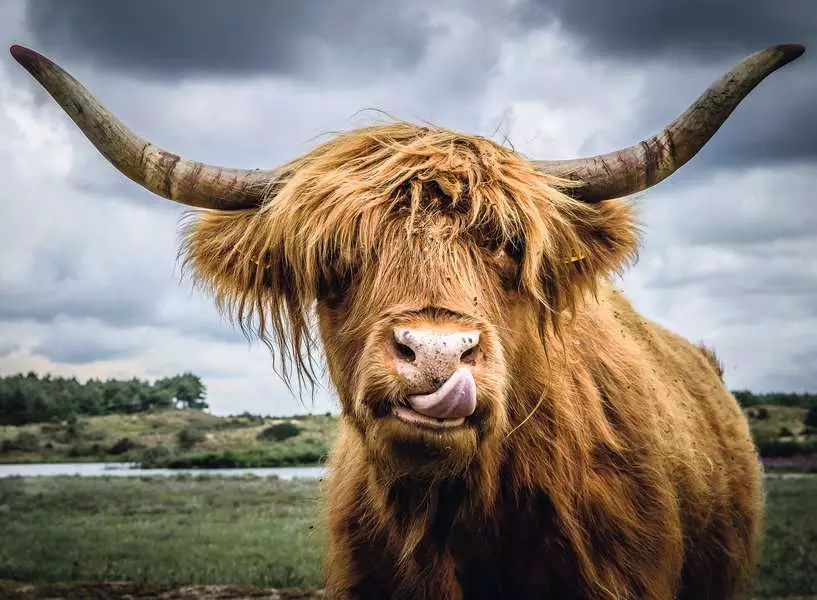 Highland Cattle - Puzzle Moment, 300 Pieces