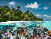 A Dive in the Maldives - Standard Adult Puzzle, 2000 Pieces